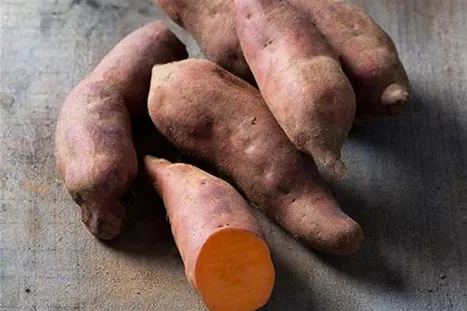 Suesskartoffel-Erato-Vineland.jpg