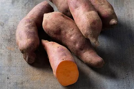 Słodki ziemniak-Erato-Vineland.jpg