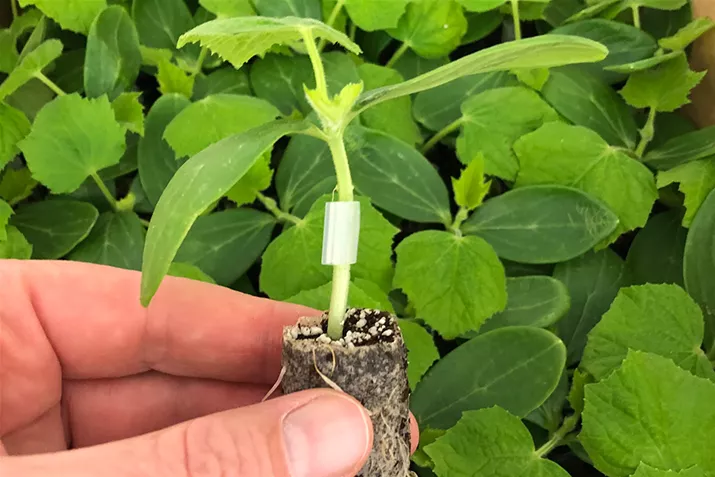 Vegetable seedlings.jpg