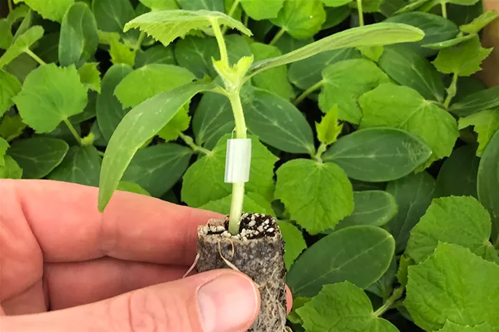 Jeunes plants de légumes.jpg