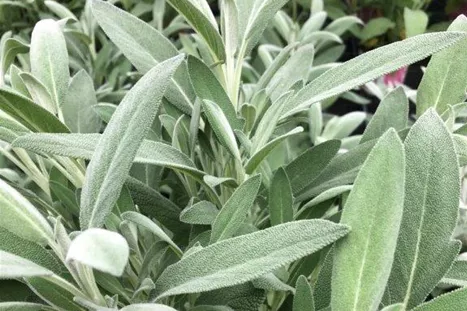 Salvia-Mandala-Silver.jpg